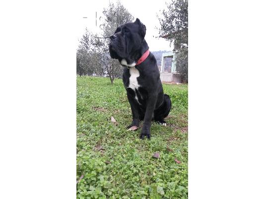 κουταβι cane corso θηλυκο