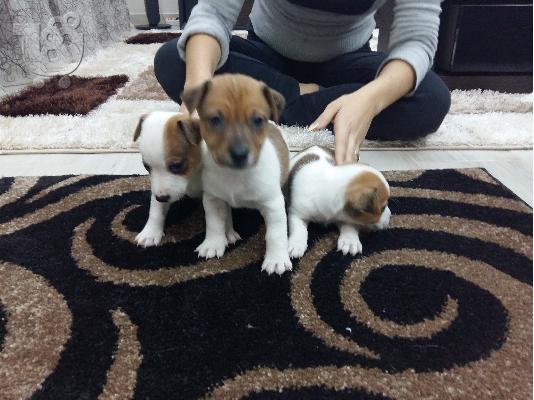 Jack russell