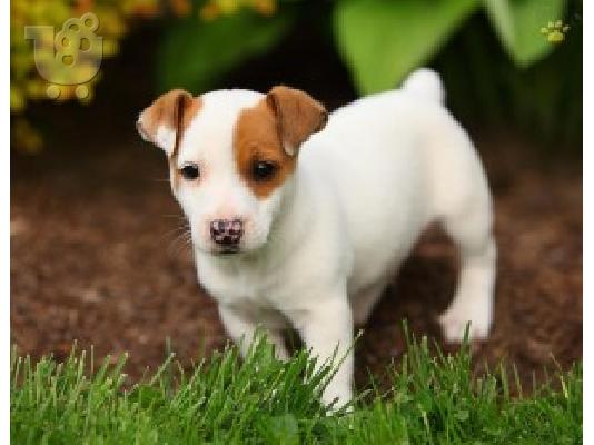 PoulaTo: Φανταστικά κουτάβια Jack Russell ΤΩΡΑ ΕΔΩ