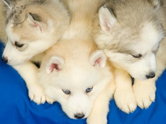 HUSKY SIBERIAN