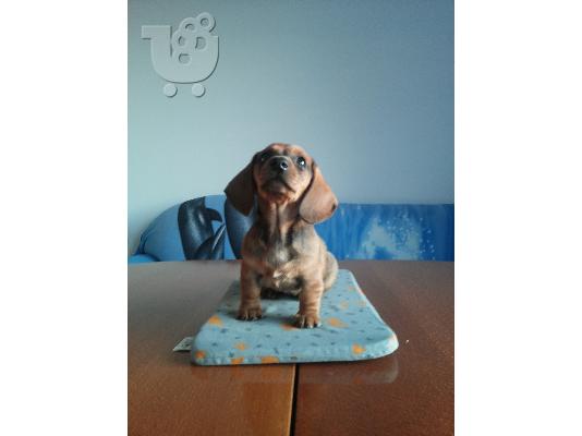 Ντατσχουντ – 300 euro