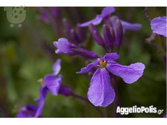 35 Σποροι Orychophragmus Violaceus