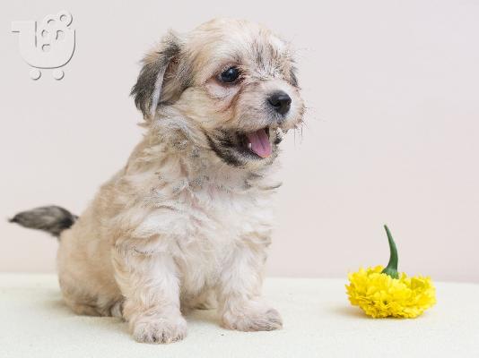 PoulaTo: Κουτάβια Havanese bichon