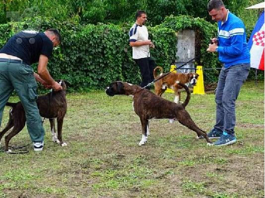 ΠΥΓΜΑΧΟΣ ΚΟΥΤΑΒΙΑ ΠΡΟΣ ΠΩΛΗΣΗ