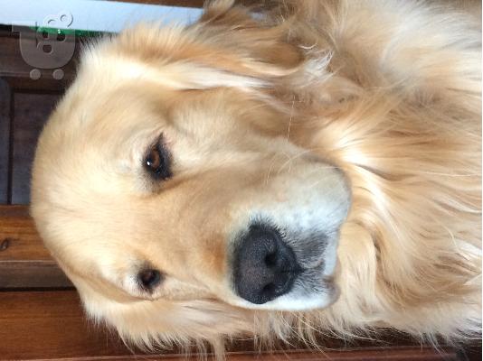 PoulaTo: golden retriever
