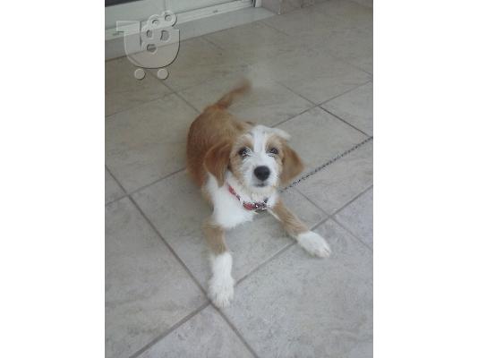 πωλειται καθαροαιμο γκριφον