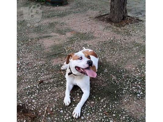 PoulaTo: ζητειται θυλικο pit bull gia ζευγαρωμα...staff