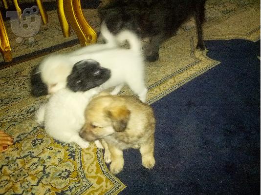 PoulaTo: ουταβακια κανις μινι