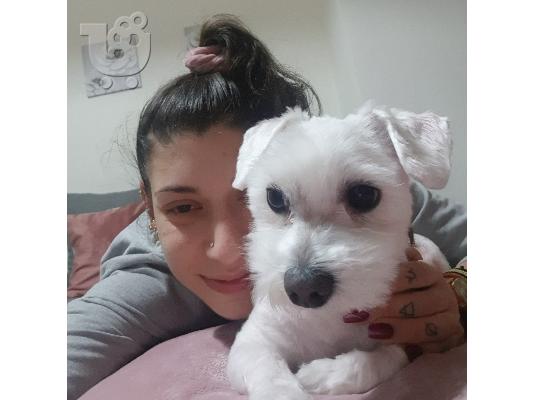 PoulaTo: Υπέροχα λευκά κουτάβια της Μάλτας