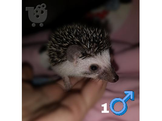Πωλουνται 2 σκατζοχοιρακια