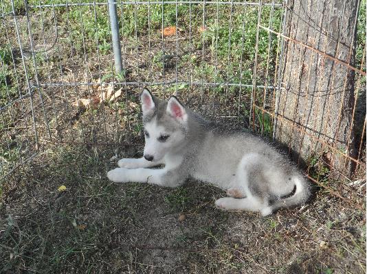 Κουταβια καθαροαιμα Siberian Husky