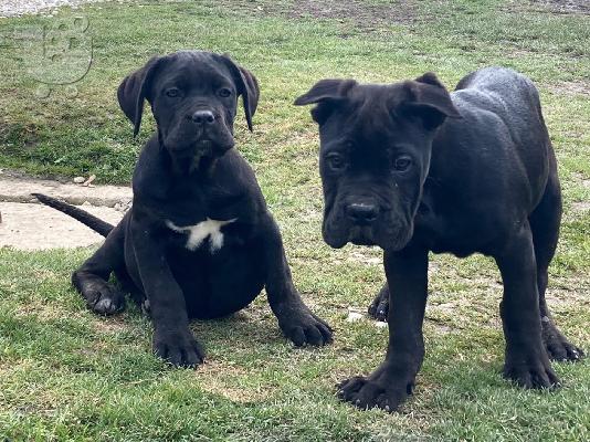 Cane Corso κουτάβια