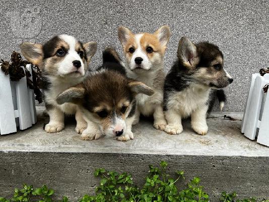 PoulaTo: Pembroke Welsh Corgi κουτάβια