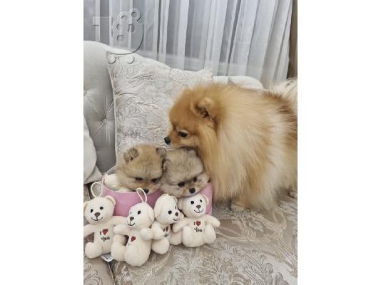 Pomeranian BOO κουτάβια