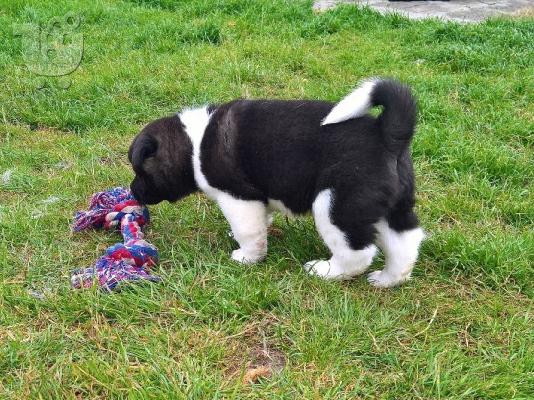 PoulaTo: Ιαπωνικά Akita.
