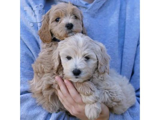 Golden doodle κουτάβια για το νέο σπίτι