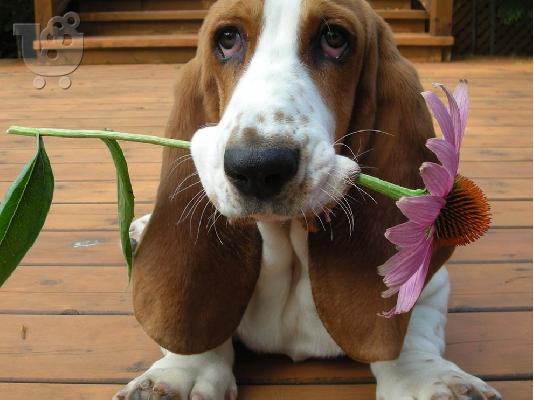 PoulaTo: Basset Hound {€200}