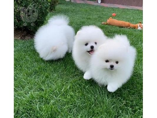 PoulaTo: Προσφορά χαριτωμένων κουταβιών Pomeranian
