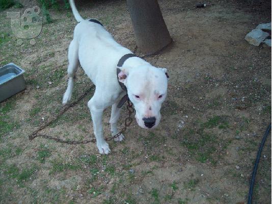 Dogo Argentino χαριζεται
