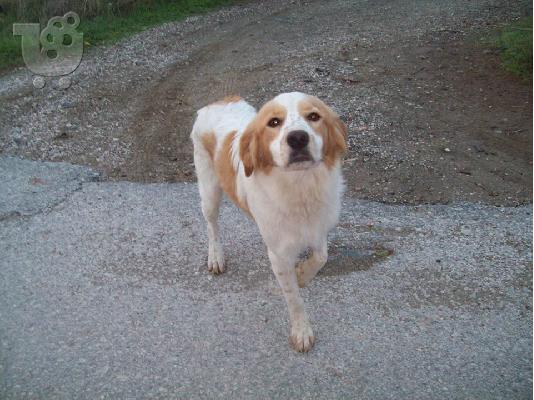 Επανιελακι ημιαιμο ψαχνει σπιτακι