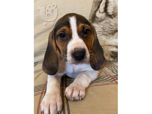 Πανέμορφα κουτάβια Beagle.