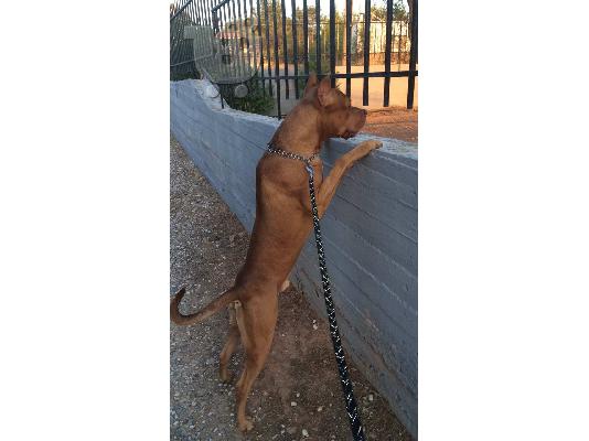 PoulaTo: Καθαρόαιμα κουταβάκια Pitbull Rednose