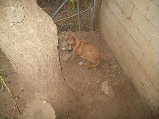 Νεαρο σκυλακι  χαριζεται