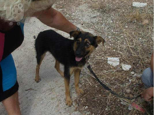 Λυκακι ημιαιμο χαριζεται