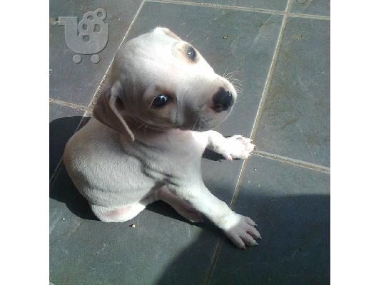 PoulaTo: Πωλούνται καθαρόαιμα Pit bull