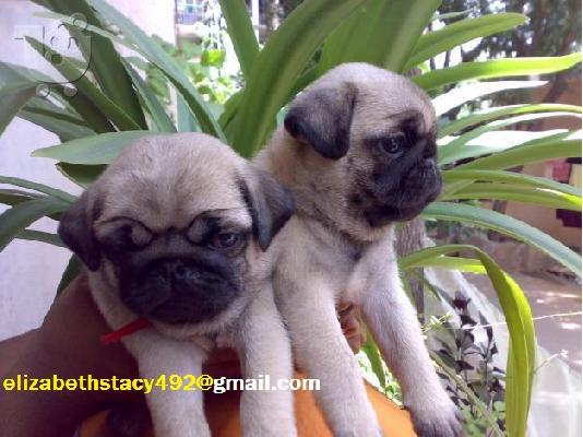 PoulaTo: Πωλείται pug mops δύο