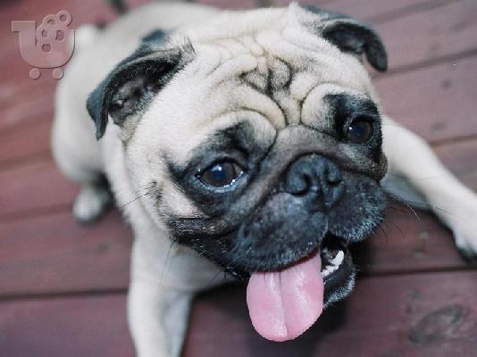 PoulaTo: Παγκ καθαροαιμο κουταβακι