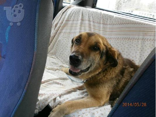 Ηλικιωμενος σκυλακος για φιλοξενια