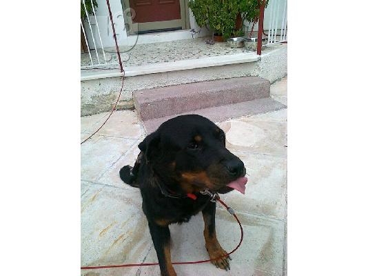 Ροττβαιλερ καλαζαρικο ψαχνει..