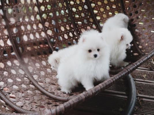 PoulaTo: Χριστουγεννιάτικο δώρο Pomeranian κουτάβια