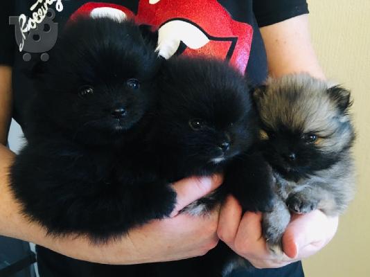 Η KC έχει καταχωρήσει Pomeranian κουτάβια προς πώληση