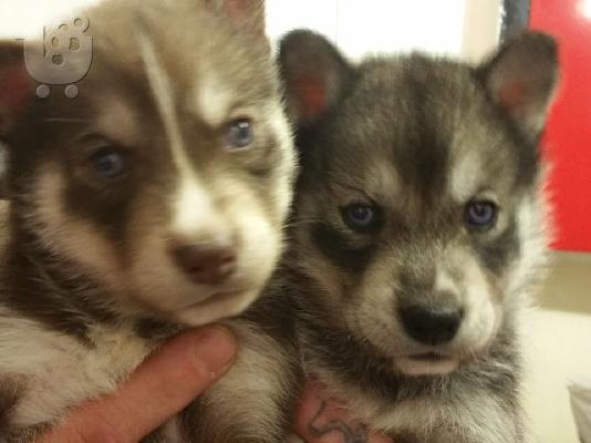 PoulaTo: Το κουτάβι Beatifull SIBERAN HUSKY διατίθεται για το νέο του σπίτι