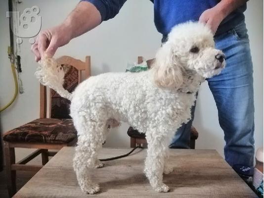 PoulaTo: Αγορά poodle παιχνιδιών
