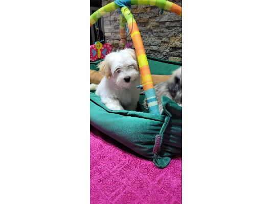 Havanese Bichon