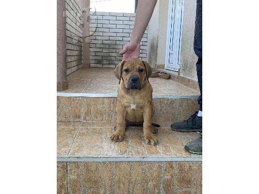 Αφρικανικό Boerboel