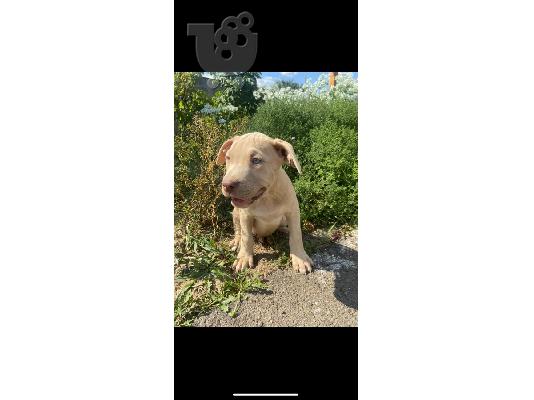 PoulaTo: Pitbull κουτάβια προς πώληση