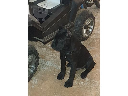 Cane Corso κουτάβια