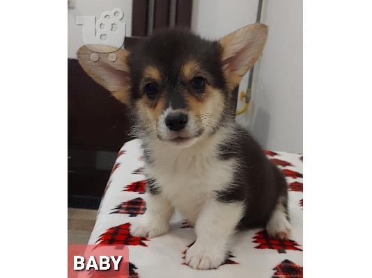 Pembroke Welsh Corgi