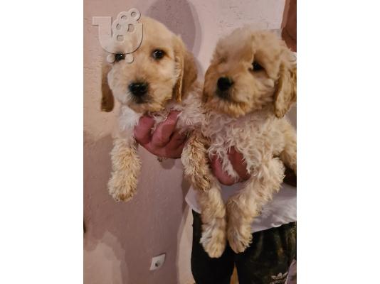 Goldendoodle κουτάβια
