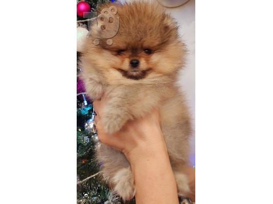 Pomeranian Spitz Boo Κορυφαία Ποιότητα