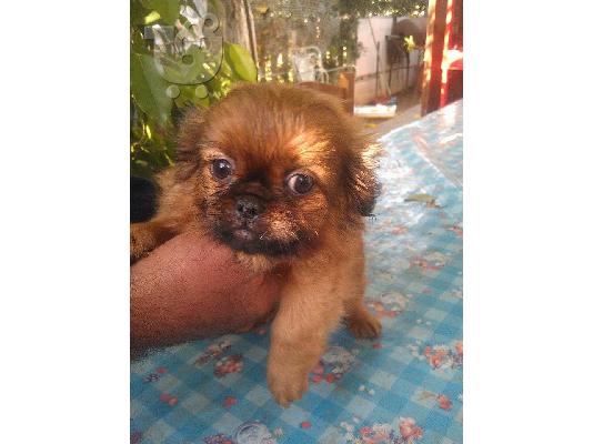 PoulaTo: Kαθαρόαιμα Πεκινουά