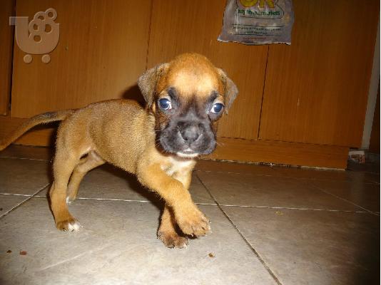 PoulaTo: boxer-μποξερ θηλυκο