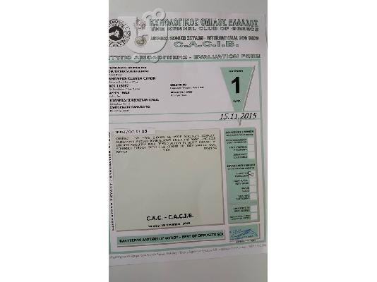 Γερμανικά ποιμενικα ... πανέμορφα κουταβάκια....