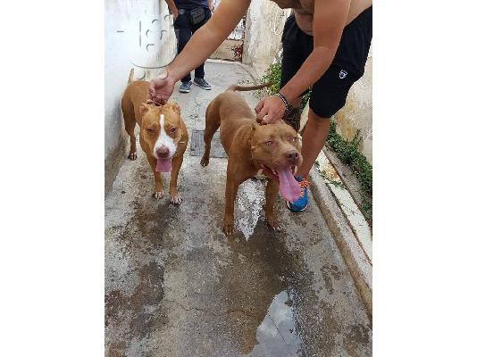 PoulaTo: pwlountai pitbull red noce