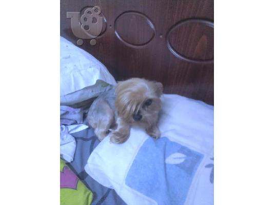 super mini yorkshire terrier