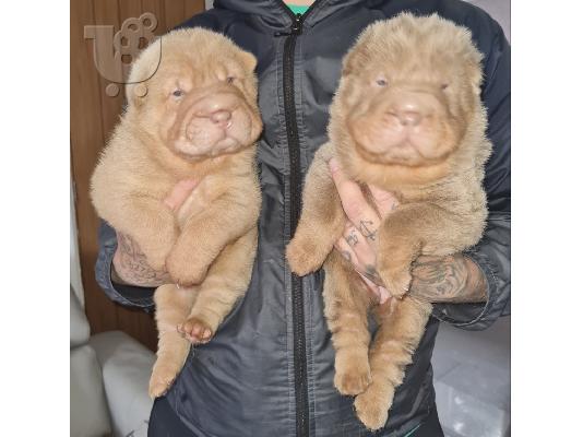 PoulaTo: Εκπαιδευμένα κουτάβια Shar Pei έτοιμα να πάνε